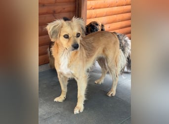 ♥BARLEY♥ neu auf Pflegestelle bei Köln - wunderschöner, noch etwas unsicherer Junghund 40cm