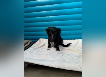 ♥TOKIO♥ auf Pflegestelle bei Köln - zuckersüßer, verspielter kleiner Welpe 28 cm