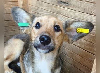 ♥DUMBO♥ neu auf Pflegestelle bei Köln - süßer, lieber, anfangs noch vorsichtiger Rüde 35cm