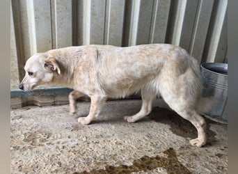 ♥PALOMA♥ neu auf Pflegestelle bei Duisburg - sanfte, ganz liebe, sensible, wunderschöne Hündin 40cm