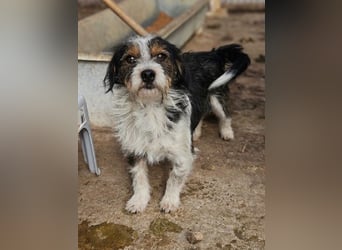 ♥BALU♥ ab Anfang Nov auf Pflegestelle bei Köln - zuckersüßer, verschmuster kleiner Rüde 30 cm