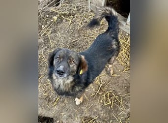 ♥ELIO♥ zauberhafter, anhänglicher, verzweifelter kleiner Rüde, die im Kennel weint 35 cm