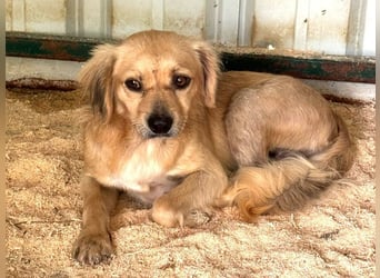 ♥BARLEY♥ ab 31. Juli auf Pflegestelle bei Köln - wunderschöner, menschenbezogener Junghund 40cm