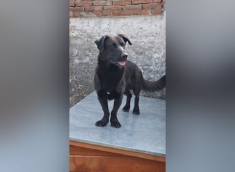 ⭐️MARIUCA⭐️, witzige, kleine Hündin, 3,5 Jahre, 37 cm, Mischling, Tierschutz Rumänien