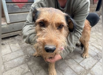 ♥FORREST♥ sensibler, sanfter, noch zurückhaltender kleiner Schatz 38 cm