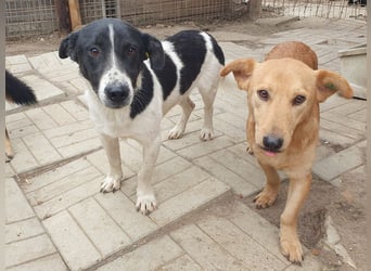 ♥RINGO♥ zuckersüßer, ruhiger kleiner sanfter Schatz 38 cm