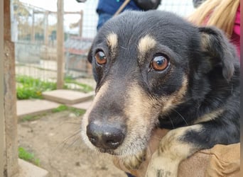 ♥LAURIN♥ süßer, noch zurückhaltender kleiner Rüde, der im Tierheim völlig überfordert ist 35 cm