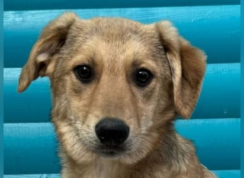 ♥DENNIS♥ auf Pflegestelle bei Köln -süßer, zutraulicher, verspielter kleiner Welpenjunge 39cm