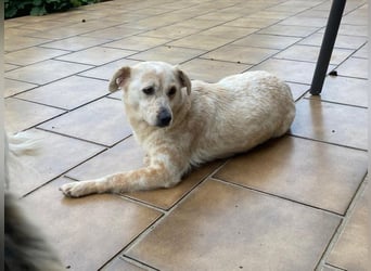 ♥PALOMA♥ neu auf Pflegestelle bei Duisburg - sanfte, ganz liebe, sensible, wunderschöne Hündin 40cm