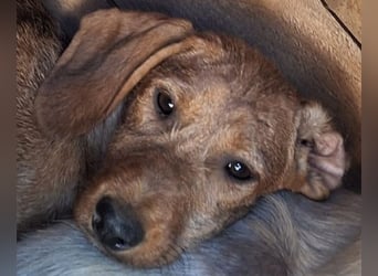 ♥COSMO♥ neu auf Pflegestelle bei Köln - süßer, verspielter kleiner Welpenbub 33 cm (wachsend)