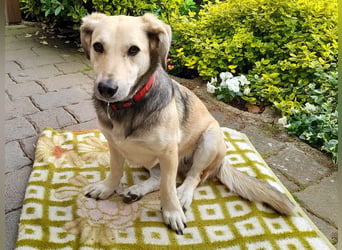 ♥MABLE♥ verliert ihr Zuhause bei Münster - hübsche, ganz liebe, anhängliche Hündin 40 cm