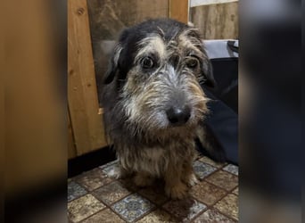⭐️JAROD⭐️, herzensguter Hundejunge, 2,5 Jahre, 36 cm, Mischling, Tierschutz