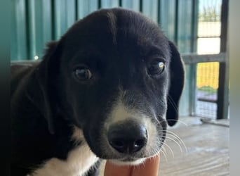 ♥ELMO♥ zuckersüßes, aufgeschlossenes, verspieltes Hundekind 28 cm (wachsend)