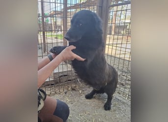 ♥MICHEL♥ neu auf Pflegestelle bei Aachen -süßer, ruhiger und unkomplizierter kleiner Rüde 36 cm