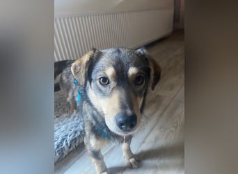 ♥COCONUT♥ neu auf Pflegestelle bei Duisburg - süße, noch etwas schüchterne kleine süße Maus 36 cm