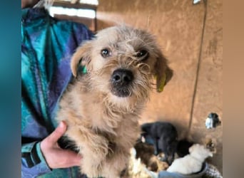 ♥ABBY♥ ab 21. Mär auf Pflegestelle bei Köln - süße, kleine, noch zurückhaltende Junghündin 30-35cm