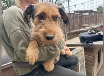 ♥FORREST♥ sensibler, sanfter, noch zurückhaltender kleiner Schatz 38 cm