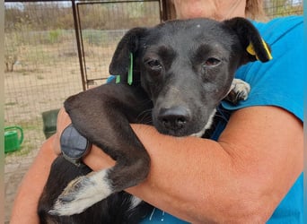 ♥SENNA♥ zuckersüße, liebe, noch unsichere kleine Hündin, die im Tierheim sehr gestresst ist 36 cm