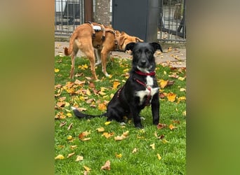 ♥PÜPPI♥ auf Pflegestelle bei Duisburg - verspielte, ganz liebe, sanfte Schönheit 32cm (wachsend)