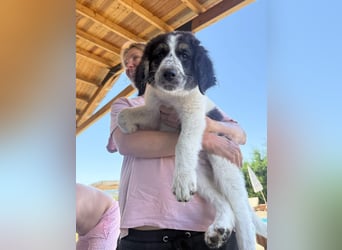 ⭐️ZEUS⭐️, sanfter Welpe, 3 Monate, 30 cm, Mischling, Tierschutz Rumänien