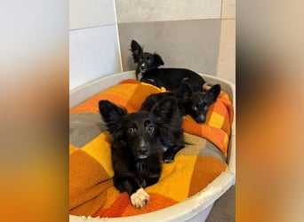 ♥TOKIO♥ auf Pflegestelle bei Köln - zuckersüßer, verspielter kleiner Welpe 28 cm