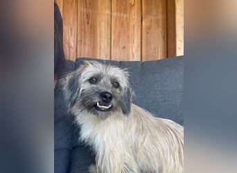 BRUNA, lustiger Clown, 2,5 Jahre, 30 cm, Pflegestelle 46359, Tierschutz Rumänien
