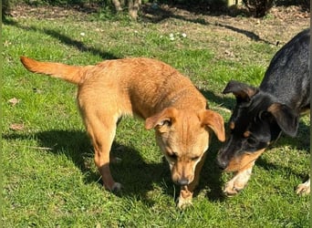 ♥KARA♥ auf Pflegestelle bei Köln - zuckersüße, fröhliche, verspielte Juniorin 30cm - bleibt kleiner