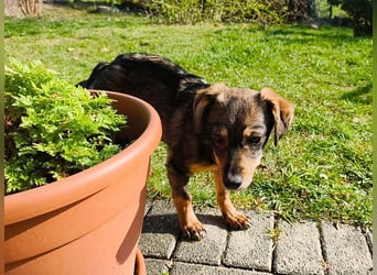 ♥HEIDI♥ neu auf Pflegestelle bei Köln - süße Welpin, die im Moment aufgepäppelt wird 32cm (wachsend)