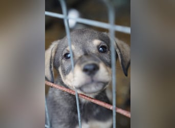 ⭐️Loop⭐️ Herzensbrecher, Welpe, 3 Monate, 18cm, Tierschutz Rumänien