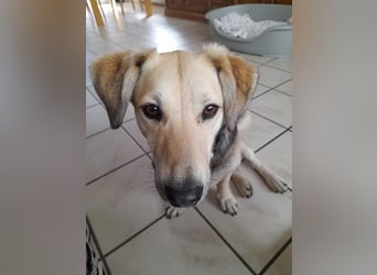 ♥MABLE♥ verliert ihr Zuhause bei Münster - hübsche, ganz liebe, anhängliche Hündin 40 cm