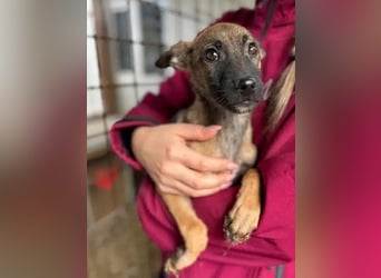 ♥JASCHA♥ neu auf Pflegestelle bei Köln -bezaubernder, verspielter, noch zurückhaltender Welpe 31 cm