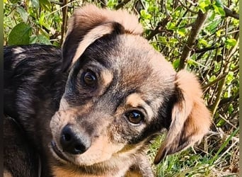 ♥HEIDI♥ neu auf Pflegestelle bei Köln - süße Welpin, die im Moment aufgepäppelt wird 32cm (wachsend)