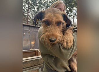 ♥FORREST♥ sensibler, sanfter, noch zurückhaltender kleiner Schatz 38 cm