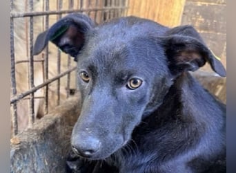 ♥SHADOW♥ ab 15. Aug auf Pflegest bei Duisburg - süßer, menschenbezogener und verspielter Junior 40cm