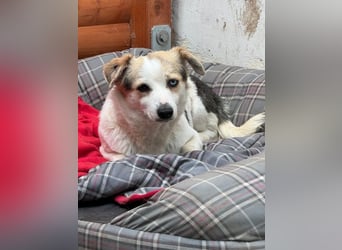 ♥TARA♥ neu auf Pflegest bei Köln-zarte,anfangs noch vorsichtige Hündin, die immer mehr aufblüht 30cm