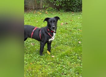 ♥PÜPPI♥ auf Pflegestelle bei Duisburg - verspielte, ganz liebe, sanfte Schönheit 32cm (wachsend)