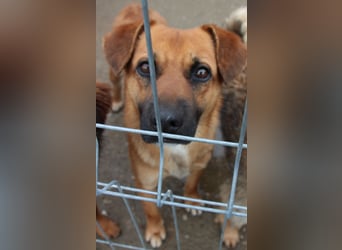 OLLI, lustiges Kerlchen, 1,5 Jahre, 36 cm, Mischling, Pflegestelle Köln, Tierschutz Rumänien