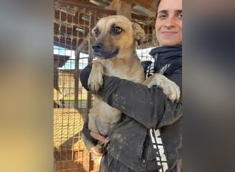 ♥KILA♥ süße, kleine, verspielte, anfangs noch zurückhaltende Junghündin 40 cm