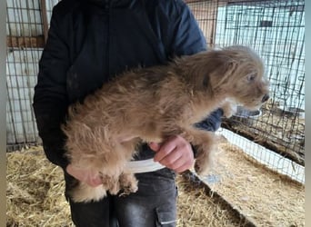 ♥ABBY♥ ab 21. Mär auf Pflegestelle bei Köln - süße, kleine, noch zurückhaltende Junghündin 30-35cm