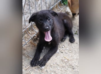 ⭐️TARUS⭐️, toller Welpe, Rüde, 3 Monate, 30 cm, Mischling, Tierschutz Rumänien