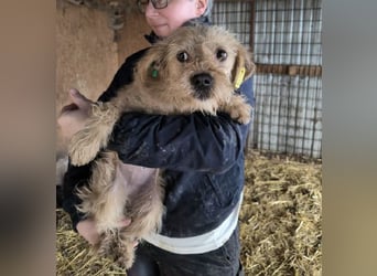 ♥ABBY♥ ab 21. Mär auf Pflegestelle bei Köln - süße, kleine, noch zurückhaltende Junghündin 30-35cm