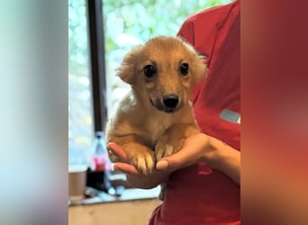 ⭐DINAI⭐, herzige Hündin, 5 Monate, 20 cm, Tierschutz Rumänien