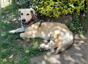 ♥MABLE♥ verliert ihr Zuhause bei Münster - hübsche, ganz liebe, anhängliche Hündin 40 cm