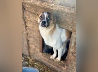 ♥PENINA♥ süße, ganz zutrauliche kleine Hündin mit dem entzückenden Unterbiss 40 cm