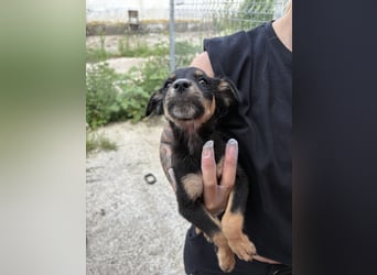 ⭐️Smillie ⭐️, Mini-Maus, Welpenmädchen, 3 Monate, 20 cm (im Wachstum), Mischling, Tierschutz Rumän