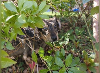 ♥HEIDI♥ neu auf Pflegestelle bei Köln - süße Welpin, die im Moment aufgepäppelt wird 32cm (wachsend)