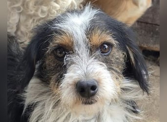 ♥BALU♥ ab Anfang Nov auf Pflegestelle bei Köln - zuckersüßer, verschmuster kleiner Rüde 30 cm