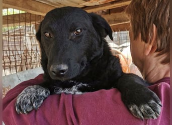 ♥BLACKJACK♥ wunderschöner, neugieriger, verschmuster und verspielter Junior mit lockigem Fell 32cm