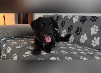 ♥MICHEL♥ auf Pflegestelle bei Aachen - süßer, ruhiger und unkomplizierter kleiner Rüde 36 cm