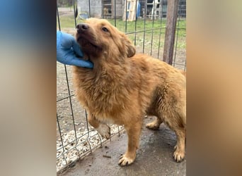 ♥MANOLO♥ ab 15. Aug auf Pflegestelle bei Köln - süßer, knuffiger, ganz lieber kleiner Kerl 40cm